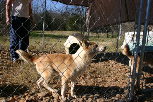 New Guinea Singing Dog