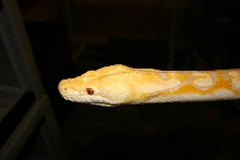 Male Lavender