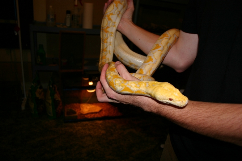 Male Lavender