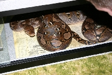 Female Het Retic