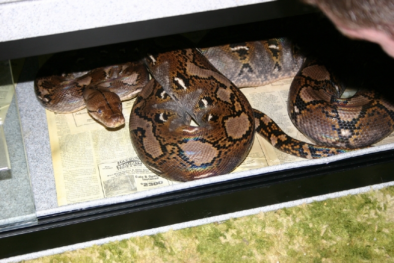 Female Het Retic