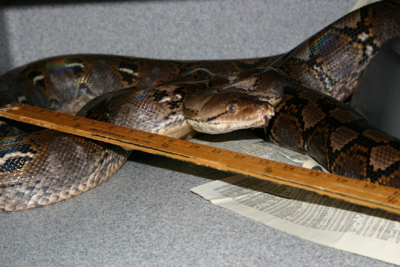 Female Het Retic