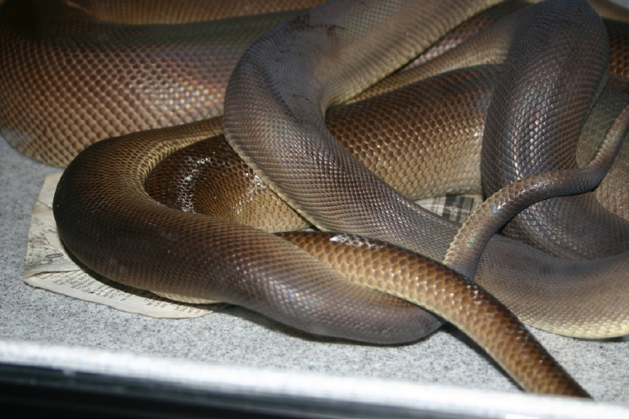 Olives Mating