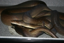 Olives Mating