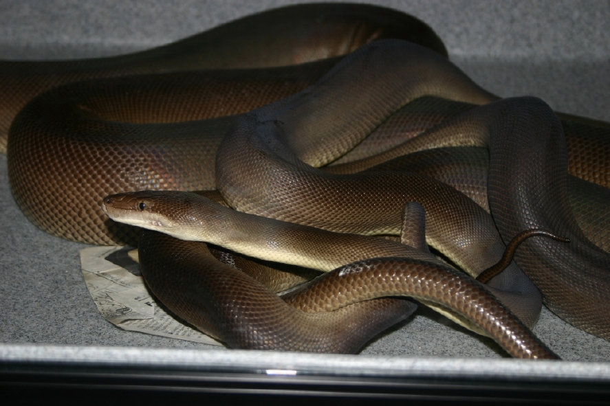 Olives Mating