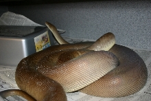 Olive Ovulation
