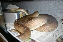 Olive Ovulation