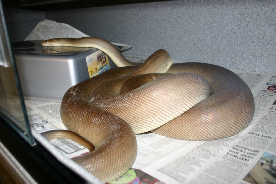 Olive Ovulation