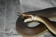 Male Olive Eating