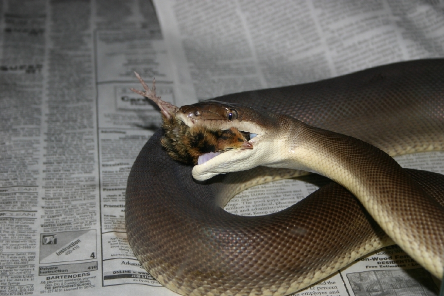 Male Olive Eating