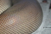 Olive Ovulation
