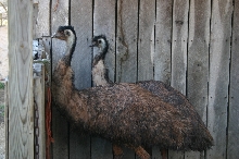 Emu Pair