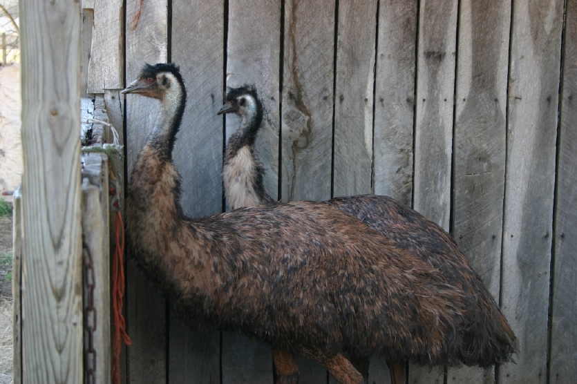 Emu Pair
