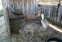 Emus
