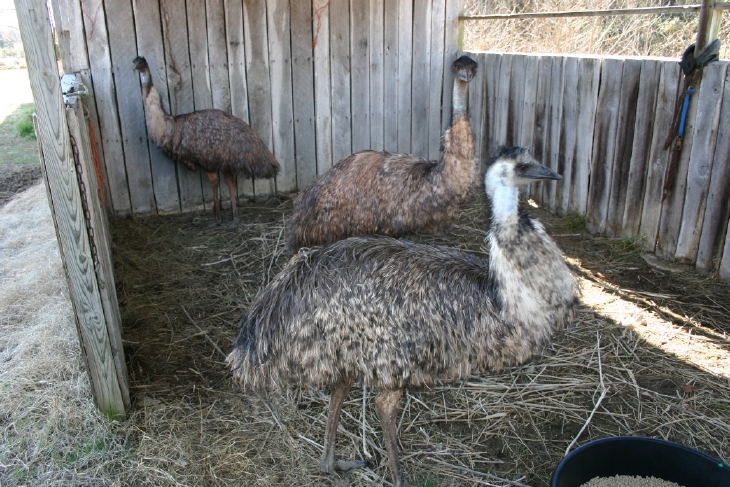 Emus
