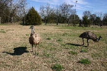 Emu Yearlings
