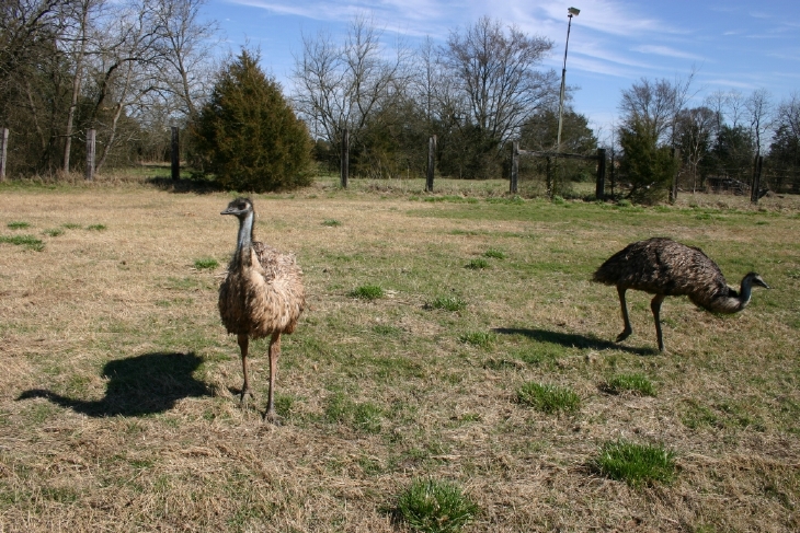 Emu Yearlings
