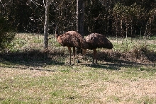 Emu Pair and Egg