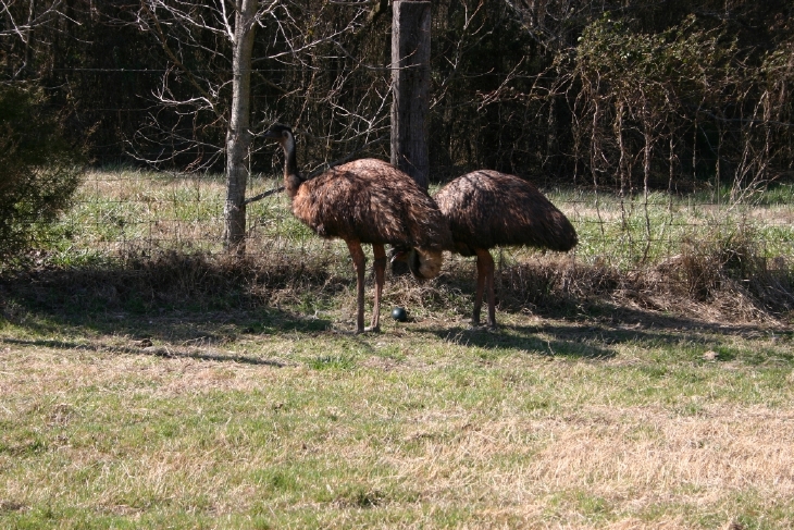 Emu Pair and Egg
