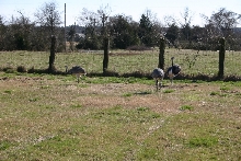 Rheas