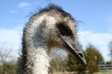 Emu Head Shot