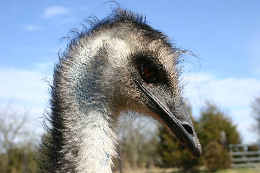 Emu Head Shot