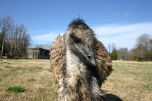 Emu Pose