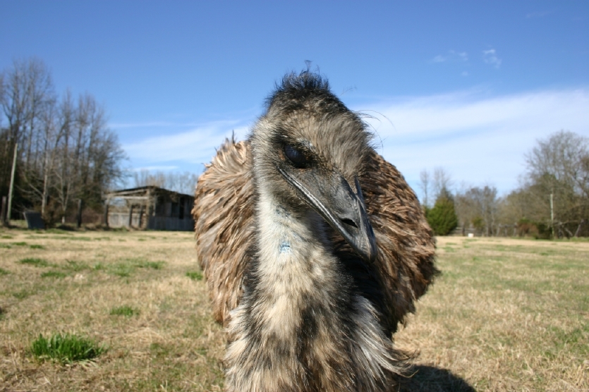 Emu Pose