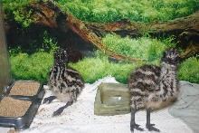 Emu Chicks