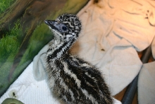 Emu Chick