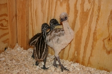 Blond Emu