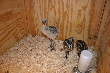 Blond Emu