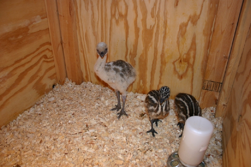 Blond Emu