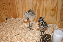 Blond Emu