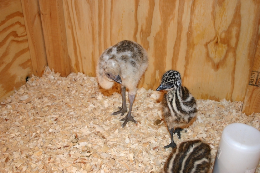 Blond Emu