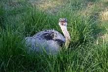 Male rhea guarding nest