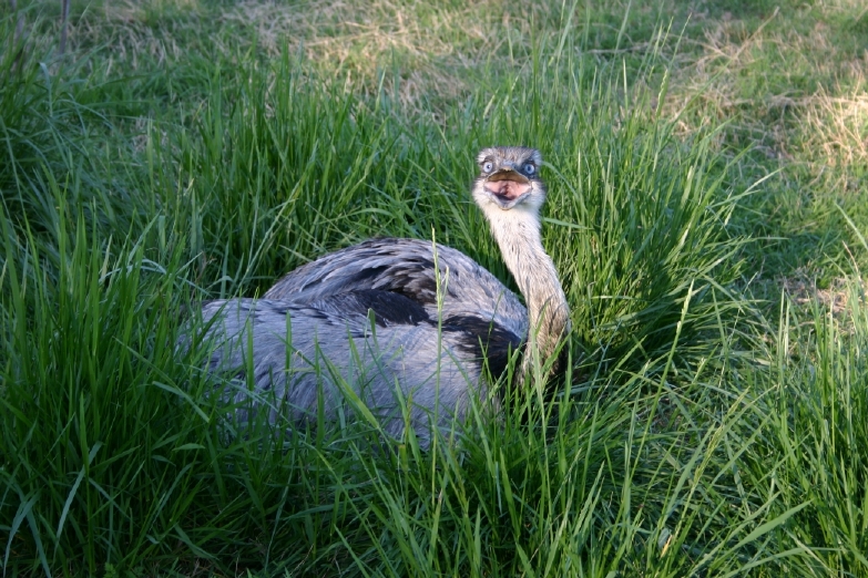 Male rhea guarding nest