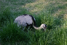 Male rhea on nest