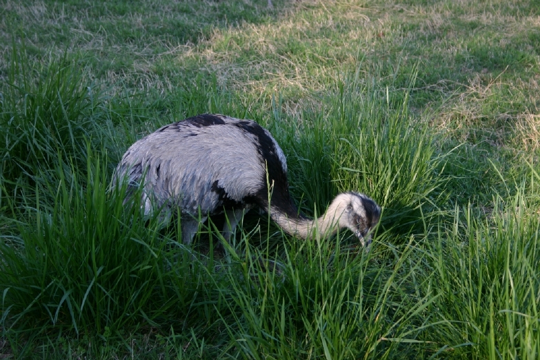 Male rhea on nest