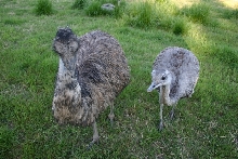 Emu male and Rhea hen