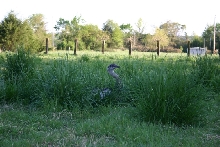 Male rhea on nest