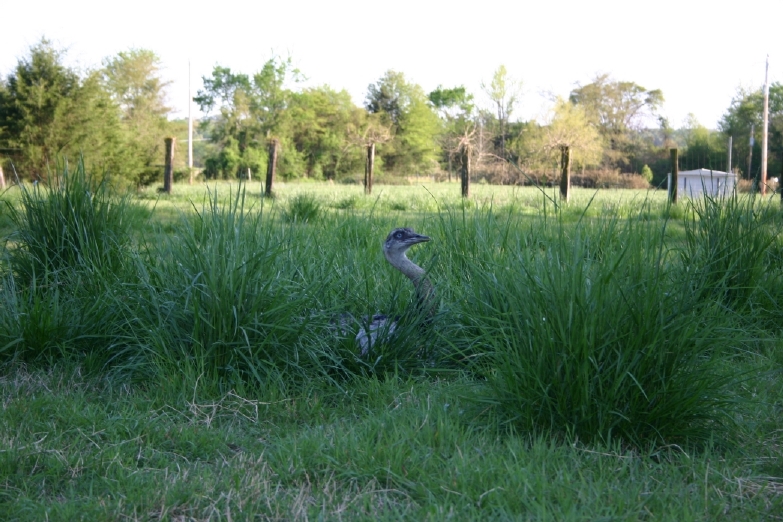Male rhea on nest