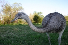 Rhea hen, freaky pose