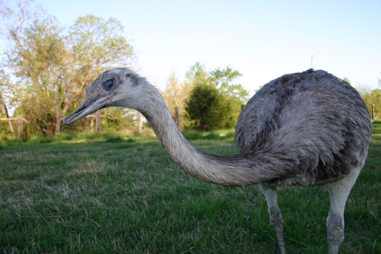 Rhea hen, freaky pose