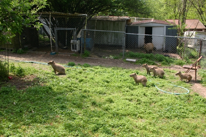 Young Capybaras
