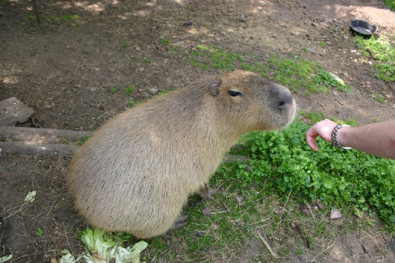 A capybara named Little