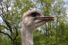 Ostrich Head Shot