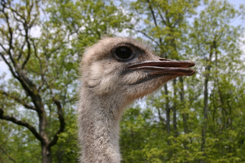 Ostrich Head Shot