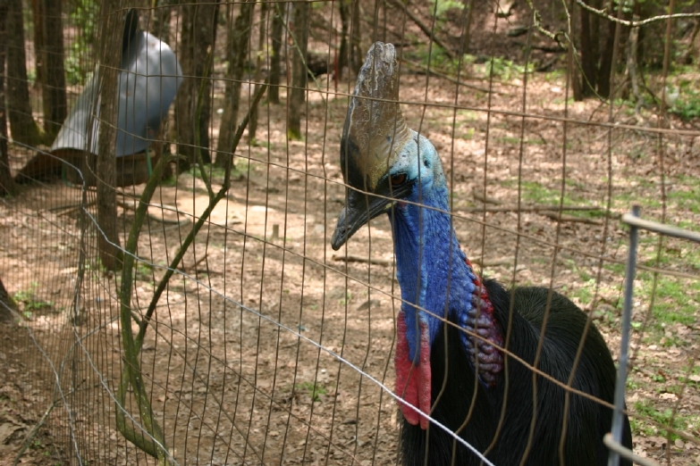 Female Cassowary