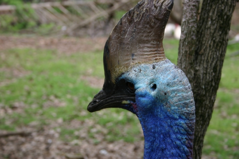 Cassowary Head Close-up
